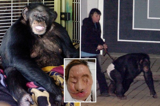 Chimp named Travis tore off woman's face as owner screamed 'he's eating her'