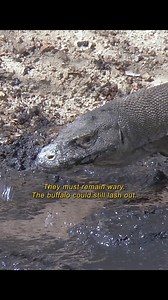 greedy komono dragon | Matt Mooney 𓃲 𓃡