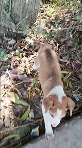 💕💕cute puppy💕💕#you tube#short#video