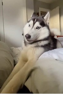 Funny Husky Videos: Best Cute & Funny Husky Clips