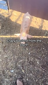 The ol cowboy headlock (Via uncle.bark/TikTok) | Slap Dicks Cattle Co.