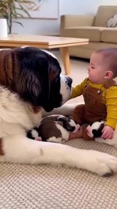 199K views · 5.2K reactions | 殺 Sweet Baby Hugs a Giant St. Bernard and Puppies  #StBernardLove #BabyAndDog #GentleGiant #DogCuddles #PuppyPiles | Paws & Peanuts | Facebook