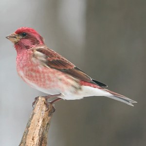 1.6K views · 118 reactions | Despite its name, the Purple Finch's...