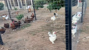 41K views · 868 reactions | What is the difference between buff Sussex and light Sussex?A Rare Breed of British OriginThe Light Sussex is just one colour variety of these large and heavy birds. The Buff Sussex is golden brown (gold) instead of white (silver) and can be used for an autosexing mating. A Buff Sussex male over Light Sussex females yields orange pullet chicks and yellow male chicks | Nhemachickens & Hatcheries | Facebook