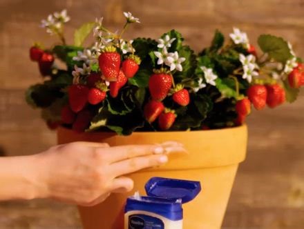 1.2M views · 3.4K reactions | Gardening hacks that will blow your weeds! | 5-Minute Crafts | Facebook