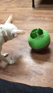 Poopies figured out the treat toy! | Tahoe Best Friends | Facebook