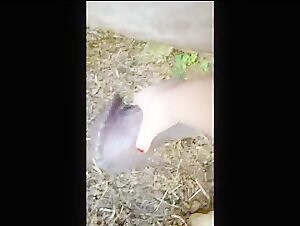 Draft Horse: An Unforgettable Bestial Experience