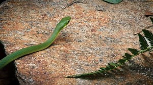 Although their range spans across the state, consider the luck of the Irish on your side if you find a rough green snake in the wild. This slender, graceful snake is difficult to find because it blends in well with its environment. Green snakes are active in the daytime, feeding on insects and spiders. They are good climbers and really like vine tangles at the base of trees. They breed in spring or fall, laying three to 12 eggs in the summer. Babies look like miniature adults, but are a less viv