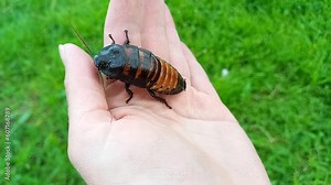 large Madagascar hissing cockroach crawling on woman palm. Gromphadorhina portentosa, largest cockroach in world. exotic insect as pet. completely safe and harmless insect for humans. Outdoor Stock Video