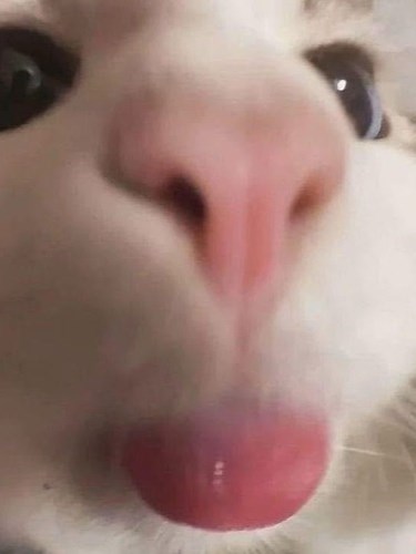 Meme Mèo Vàng: Bằng Chứng Tình Yêu Loài Mèo