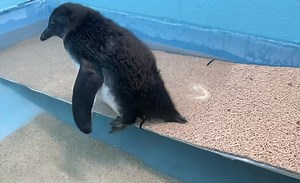 12K views · 494 reactions | Swimming lessons! ‍♀️ Our little penguin...