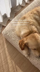 ⭐⭐⭐⭐⭐ "Hands down the best bed ever - my Banjo now puts himself to bed!" Pet Bed of the Year 2025 Winner  The same bed trusted by 120,000 dogs across America. Built to last decades, not months. Our 2018 customers still rave about their Barneybeds looking brand new. 10-year no-sag guarantee. Fully washable. The last bed you'll ever buy. barneybed.com | Barney Bed | Facebook