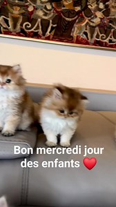 1.2K views · 202 reactions | Lolcat on Reels | Facebook