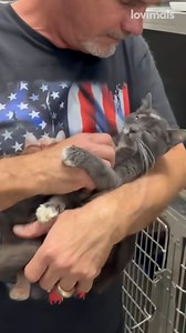 15K views · 527 reactions | Those puncture wounds 梁 | Lovimals | Facebook