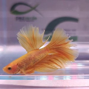 52 reactions | Abanicos de colores en pezverde #pezverde #bettas | pezverde.es | Facebook