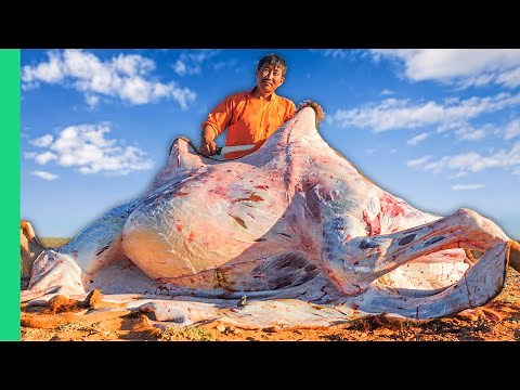 Eating Rare Double Humped Mongolian Camel!! Gobi Desert Nomad Life!!