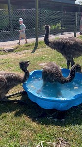 There is nothing cuter than baby emu’s having a bath. In this hot weather it’s important that everyone is able to cool down. The big emus have a billabong which is about 1.5m deep to allow them to totally submerge themselves. The babies just get a water bath as they aren’t that steady on their pegs just yet. #emus #babyemus -#bathtime #auchingarrich #thesunalwaysshines | Auchingarrich Wildlife Park