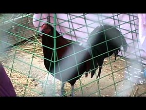 Salinas cockfight broken up; 88 roosters euthanized