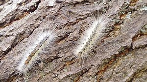 Close Video Fall Webworm Caterpillars Crawling: stockbeeldmateriaal en -video's (rechtenvrij) 1036173854 | Shutterstock