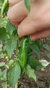 vlog din gradina mea 4 iulie 2024 viata la tara cum arata grădină mea astăzi #romania #mancare #retetetraditionaleromanesti #food #reteteculinare #bucatarie #recipe #bucatarie #retetesanatoase #viatalatara #retete#fructe Dragi urmăritori, comentariile și întrebările sunt binevenite ✓Mă puteți sprijini distribuindu-mi videoclipurile pe conturile tale de socializare. ✓ Prieteni, vă rugăm să urmăriți videoclipurile până la final pentru a nu rata detaliile ✓ Dacă îți place videoclipul meu, m-aș bucu