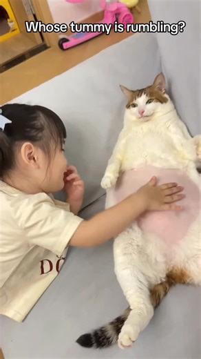 Whose Tummy is Rumbling? Adorable Cat Moments