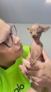 22K views · 1.1K reactions | Yoxi tá querendo namorar kkkk #rozipinchermicrosgoias #viralinstagramreelsvideo #rozipinscher #pinscher #monetizarfacebook #videosviralesシ | Roziane Flávia | Facebook