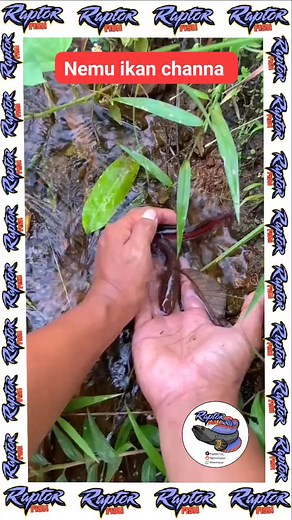 11K views · 92 reactions | Nemu ikan channa #ikanpredator #predatorfish #channa #toman | RaptorFish | Facebook