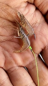 Tutorial on How to Install Shrimp Bait #fishing #fishingbait #fishingtips #fishingknot #tutorial #fishingvideos | Agus Subarna