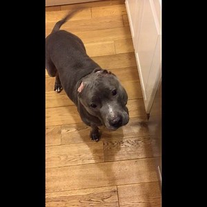 DINNERTIME!!!! #yesthatisasPITbubble #andyesthatisthesoundofa #spitbubble #splattingonthefloor #yum | Calista the Pit Bull