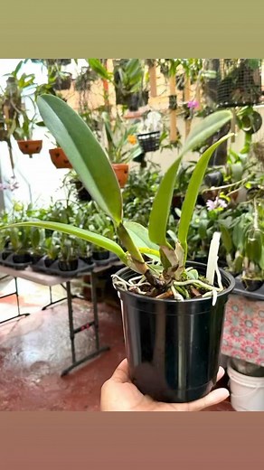 Rlc. Sachiko Tsugawa Volcano Queen 2 plantas disponibles no flor, adultas. Información (787) 506-8064 por WhatsApp Hacemos envíos a todo USA 🇺🇸 y PR | The Orchids Palace LLC