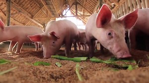 Feedpro Natural Feed on Reels