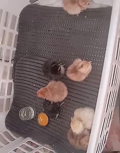 Cute chicks 😙❤️ | Welsh cottage by Zina