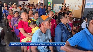 WATCH || Shade houses, cassava & black giant chicks for Orealla, Siparuta | Department of Public Information