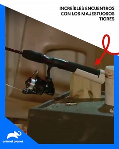 Únete a los Irwin mientras viven fascinantes aventuras al convivir con los tigres, animales espectaculares que los dejan maravillados | Animal Planet Latinoamérica