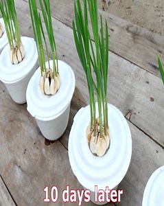 Unexpectedly, Growing Garlic In Styrofoam Box With Water Gives So Many Roots | Home & Garden