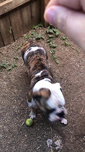 1K views · 37 reactions | Adoptable animals of the week - Lulu...