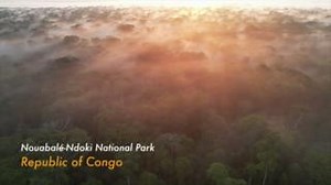 Vive les 30 ans du Parc national de Nouabalé-Ndoki 🎉👏🏽 ! Les États-Unis, à travers @USAID, sont fiers de jouer un rôle déterminant dans la préservation du parc national de Nouabalé-Ndoki. Ce parc, d'une vaste étendue de forêt tropicale humide intacte d'un million d'hectares, abrite des gorilles de plaine de l'ouest, des éléphants et des chimpanzés en voie de disparition. Le parc repose sur un partenariat public-privé innovant entre notre partenaire @WildlifeConservationSociety et le gouvernem