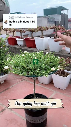 2.9K views · 37 reactions | Hướng dẫn trồng hoa bằng khung giá đỡ tán cây cảnh đơn giản #hoamuoigio #hoadep #hoa10h #trending #hatgionghoa #hatgionghoamuoigio #hatgionghoamuoigiomy | Hoa & Cuộc Sống | Facebook