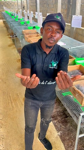 80K views · 1.9K reactions | Les mises bas ont débuté à Djeneba Farm...