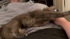 Miss Sky is such a ham! 😻😻😻 Listen 👂 to that sweet purr of hers! | Jill Gilardi