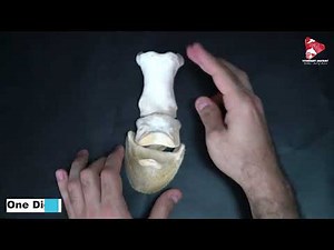 Anatomy of the Horse’s Metacarpal Bone and Digit: A Complete Guide