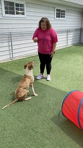 Adorable! Great job Fallow and our Ohio Valley Adult Day Service Peeps! | Brown County Humane Society Dog Shelter
