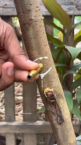 Budding practice 🍇 #bonsaitree #garden #fruits | RenBonsai