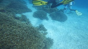11K views · 1.7K reactions | Adventures in Bali : Scuba Diving #travel #explore #Bali #beach #island #scubadiving #ocean #diving #indonesia | Arkatech | Facebook
