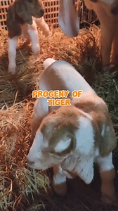 12K views · 46 reactions | Tiger Boer Buck Stud Sire Male Goat #breeding #goatfarming #GOAT | Gonzales Farm | Facebook