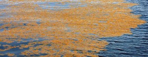 Sargasso Sea - Alchetron, The Free Social Encyclopedia