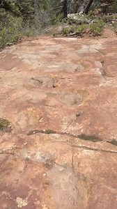 Hike to the 134 continuous steps of a Dino, completing a 270 degree turn, and all preserved in a sandstone shelf high above Ouray, CO. | Ouray Wild Outdoors