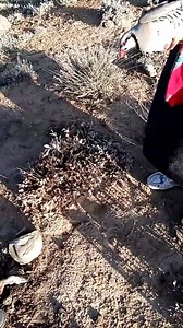 Trapping Alive ....✅✅✅ ✅#noflyzone1 | No Fly Zone