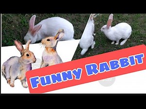 Rabbit screaming sound