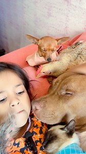 1.2M views · 44K reactions | Sophia e seus bbs❤️ #memes #viralreelschallenge #reelschallengereelschallenge #caesegatos #facebookreelsviral #instagram | Sophia encantadora7 | Facebook